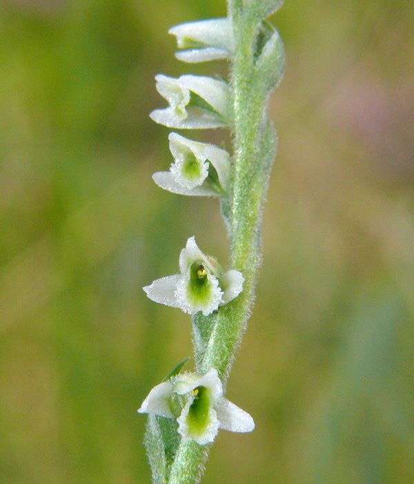 Spiranthes spiralis, l''ultima orchidea della stagione